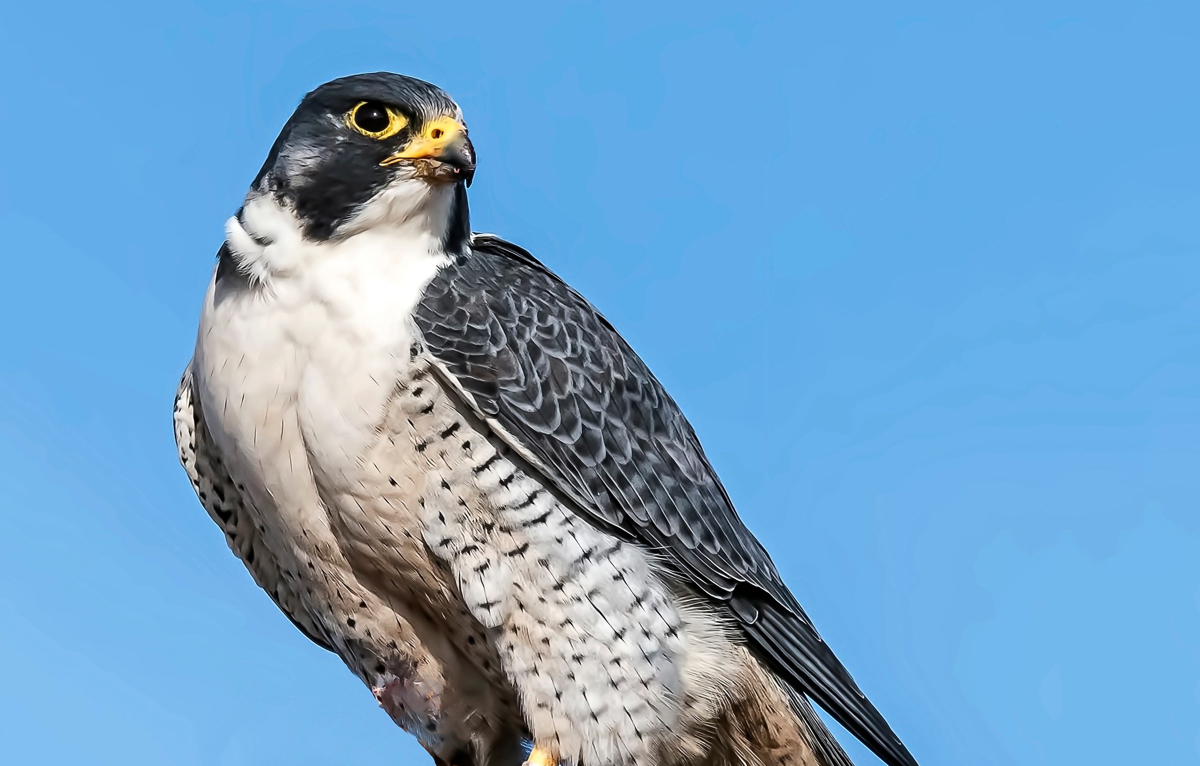 Hawk