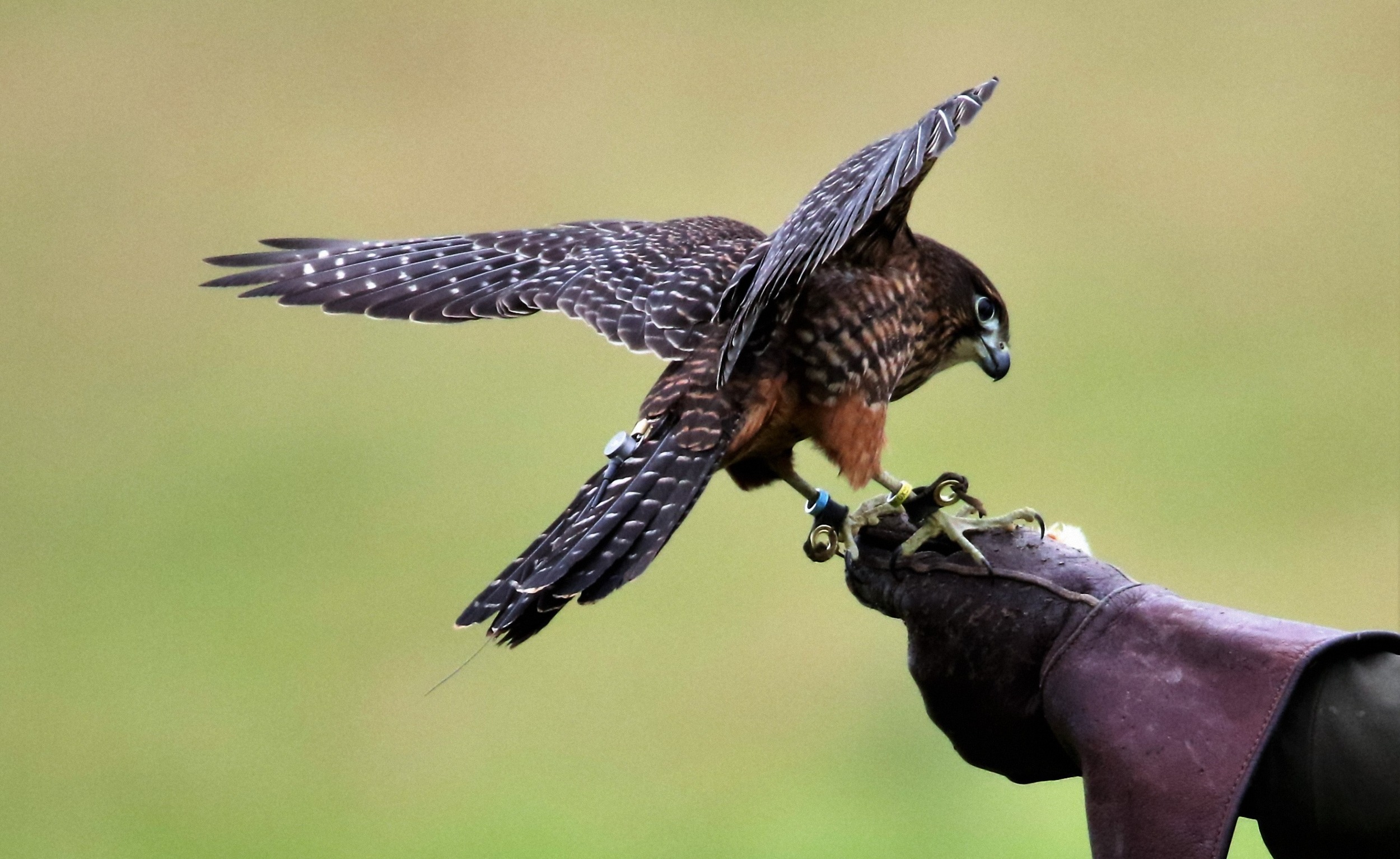 Falcon